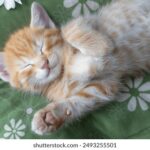 1218开奖结果震撼揭晓,幸运大奖花落谁家? 049wmfmm