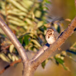 30彩票开奖最新结果查询与中奖号码公布 iastrq79